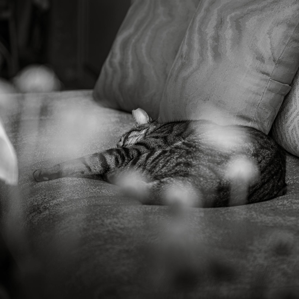 Trtt Katt